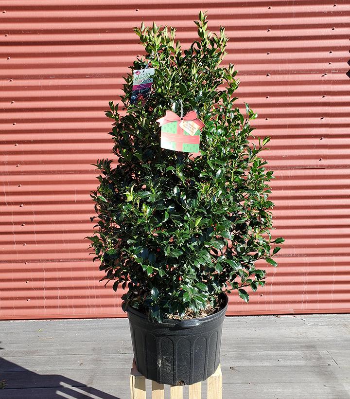 ILEX X MESERVEAE `BLUE MAID`