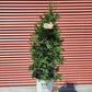 THUJA PLICATA `SPRING GROVE`