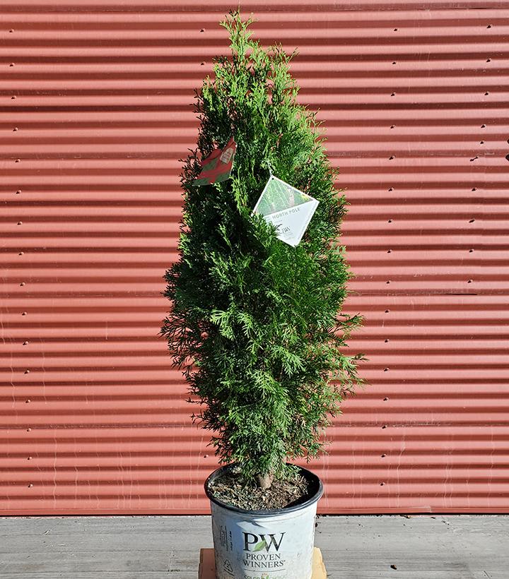 THUJA OCCIDENTALIS `NORTH POLE`