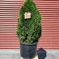 THUJA OCCIDENTALIS `EMERALD PETITE`