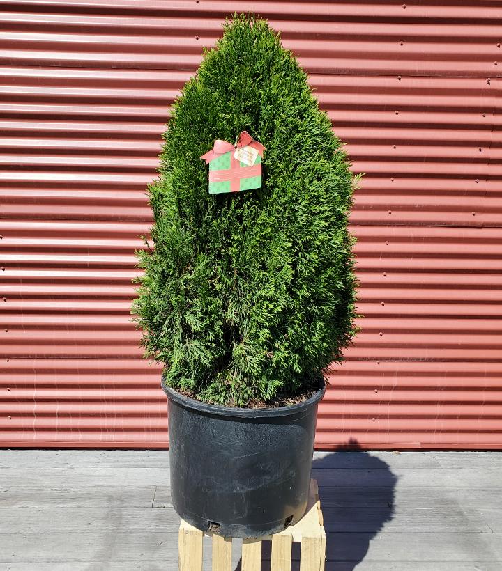 THUJA OCCIDENTALIS `EMERALD PETITE`