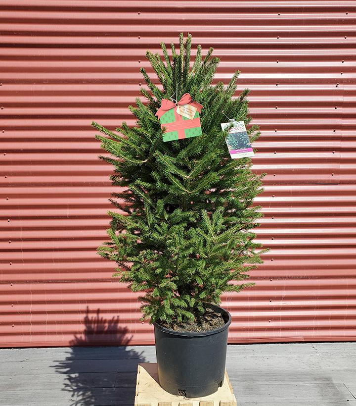 PICEA GLAUCA `NORTH POLE`