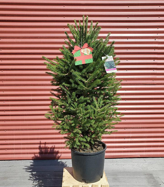 PICEA GLAUCA `NORTH POLE`