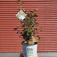 ILEX VERTICILLATA `BERRY HEAVY GOLD`