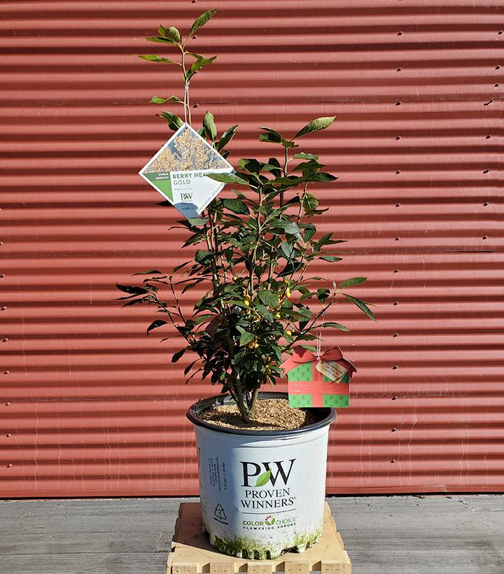 ILEX VERTICILLATA `BERRY HEAVY GOLD`