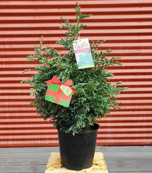 CHAMAECYPARIS PISIFERA `BOULEVARD`