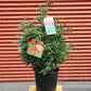 CHAMAECYPARIS PISIFERA `BOULEVARD`