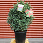 CHAMAECYPARIS PISIFERA `TRUE BLUE`