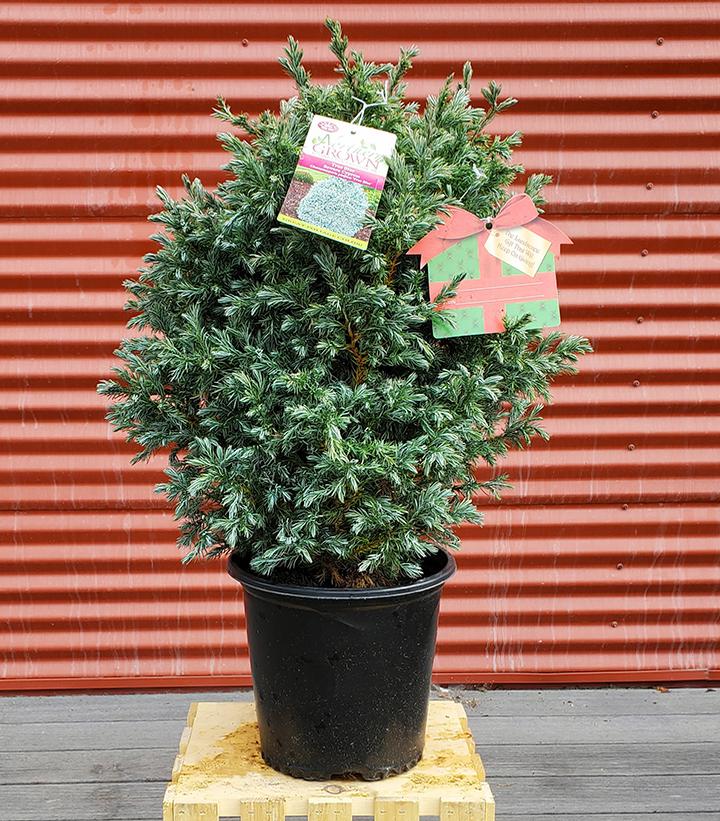 CHAMAECYPARIS PISIFERA `TRUE BLUE`