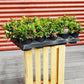 GAULTHERIA PROCUMBENS - 4`` POT