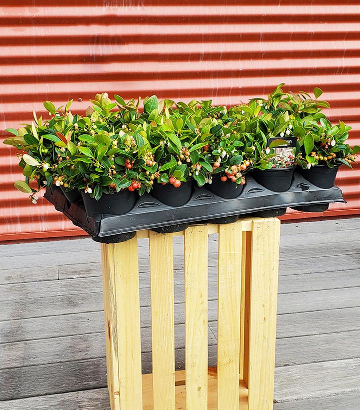 GAULTHERIA PROCUMBENS - 4`` POT