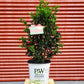 ILEX X MESERVEAE `CASTLE SPIRE`
