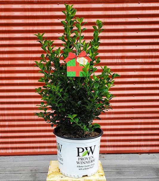 ILEX X MESERVEAE `CASTLE SPIRE`