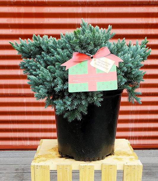 JUNIPERUS SQUAMATA `BLUE STAR`