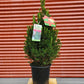 PICEA GLAUCA