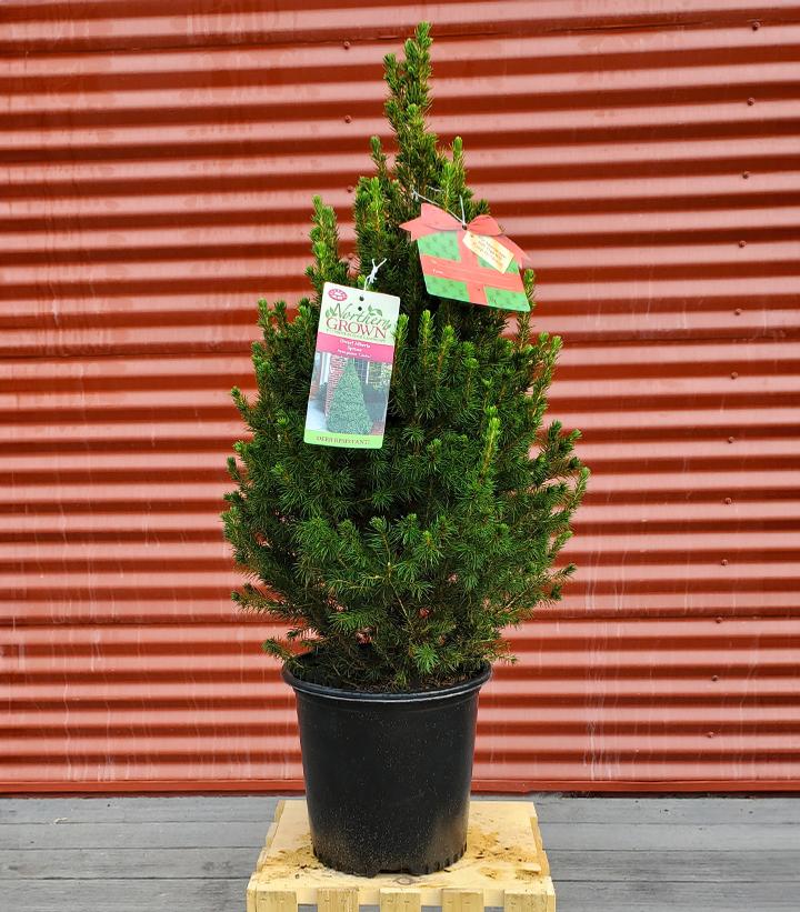 PICEA GLAUCA