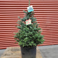 PICEA PUNGENS `BABY BLUE`