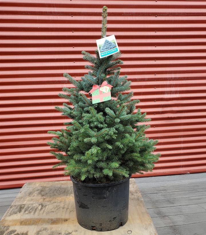 PICEA PUNGENS `BABY BLUE`