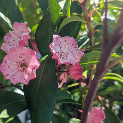 KALMIA LATIFOLIA `NIPMUCK`