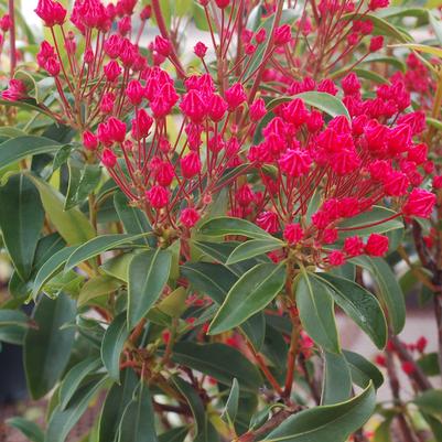 KALMIA LATIFOLIA `SARAH`