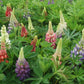 LUPINUS `RUSSELL HYBRIDS` MIX