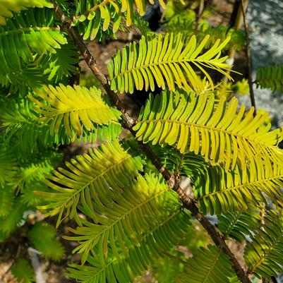 METASEQUOIA GLYPTO. `AMBER GLOW`