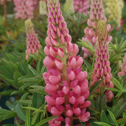 LUPINUS `GALLERY PINK`