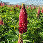 LUPINUS `GALLERY RED`