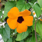 THUNBERGIA ASST
