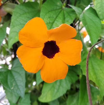 THUNBERGIA ASST
