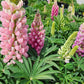 LUPINUS P. LUPINI `PINK SHADES`