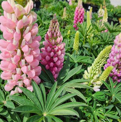 LUPINUS P. LUPINI `PINK SHADES`