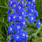 DELPHINIUM NEW ZEALAND `COBALT DREAMS`