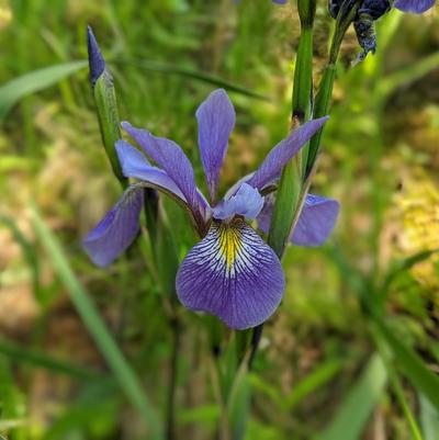 IRIS VERSICOLOR `PURPLE FLAME`