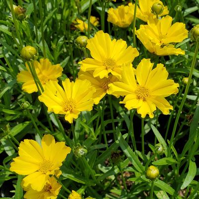 COREOPSIS VERTICILLATA `MOONBEAM`