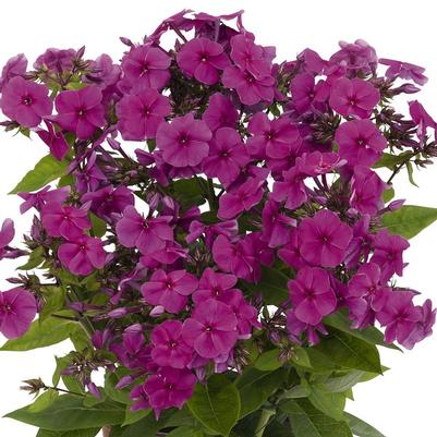 PHLOX `VOLCANO PLUM W/ WHITE EYE`