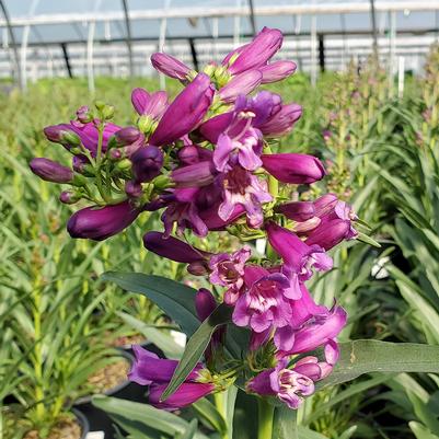PENSTEMON PRISTINE `LILAC PURPLE`