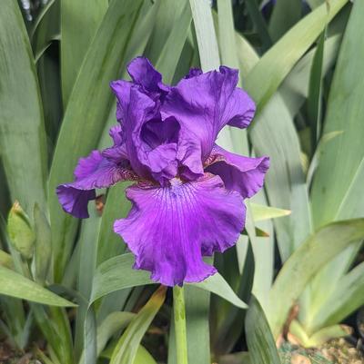 IRIS GERMANICA `HIS ROYAL HIGHNESS` (PURPLE)