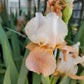 IRIS GERMANICA `INVITATION` (ORANGE/CREAM)