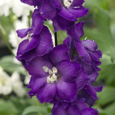 DELPHINIUM NEW ZEALAND `PURPLE PASSION`