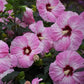 HIBISCUS SUMMERIFIC `SPINDERELLA`