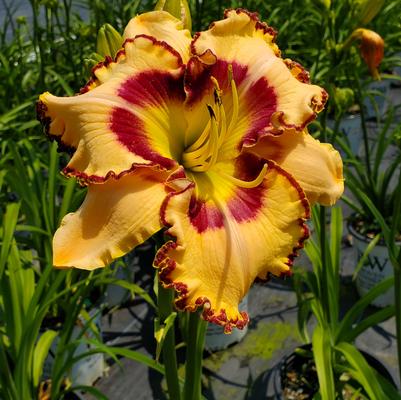 HEMEROCALLIS RAINBOW RHYTHM `KING OF THE AGES`