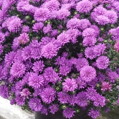 ASTER `HENRY I PURPLE`