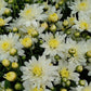 MUMS WHITE