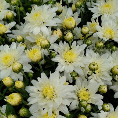 MUMS WHITE