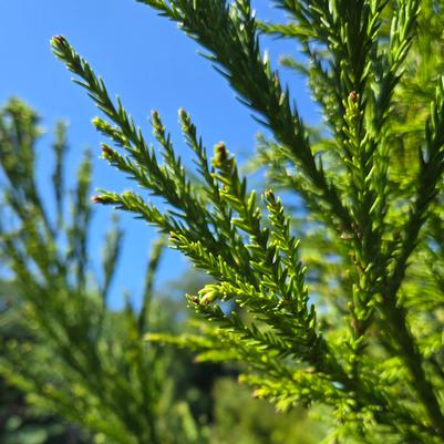 CRYPTOMERIA. jap. Radicans-Japanese cedar