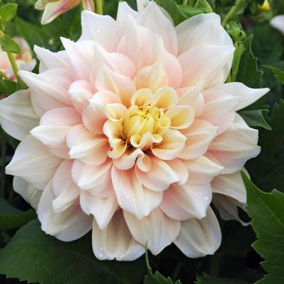 DAHLIA `BREAKOUT` (BLUSH/CREAM)