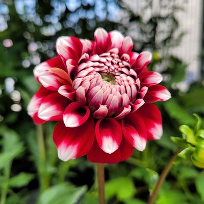 DAHLIA `CHECKERS` (RED/WHITE)