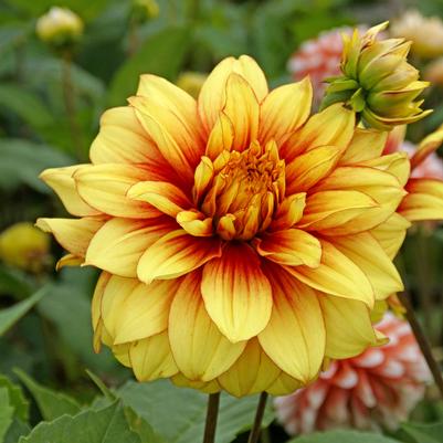 DAHLIA `DAZZLING MAGIC` (YELLOW/RED)