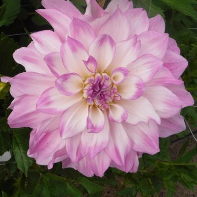 DAHLIA `MIKAYLA MIRANDA` (WHITE/LILAC)